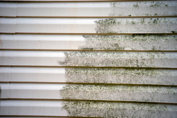 Best Siding Painting and Refinishing  in Rogersville, AL